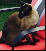 2017 Tonkyway Alzubra (now Nero) 1st Birthday